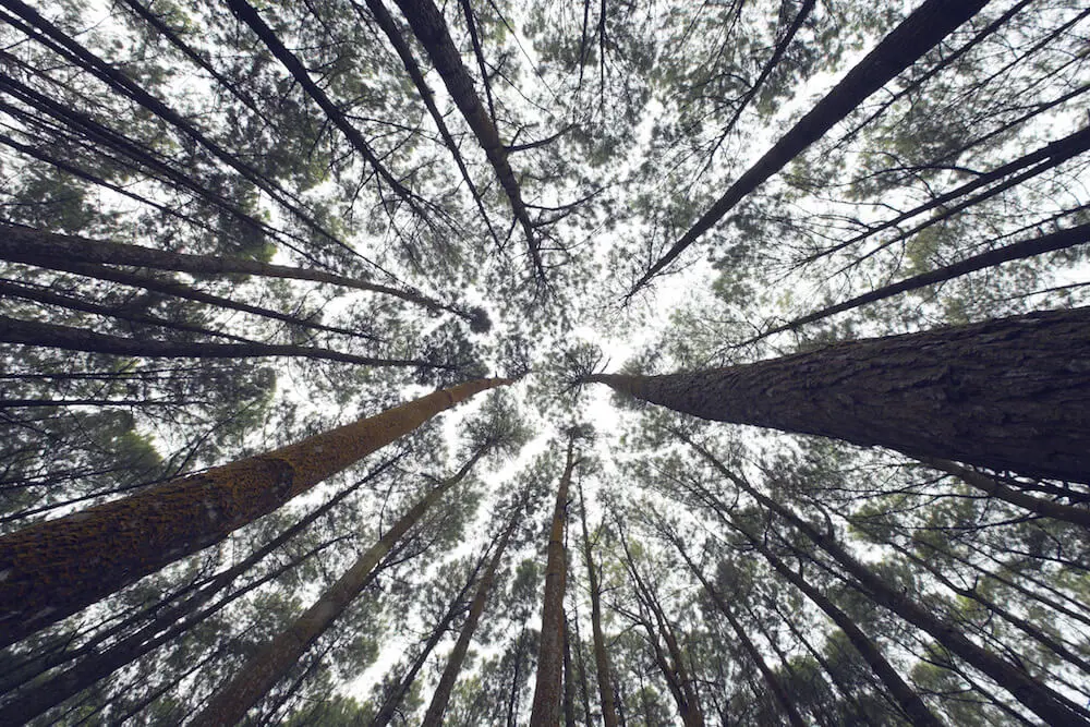 looking up at tall trees