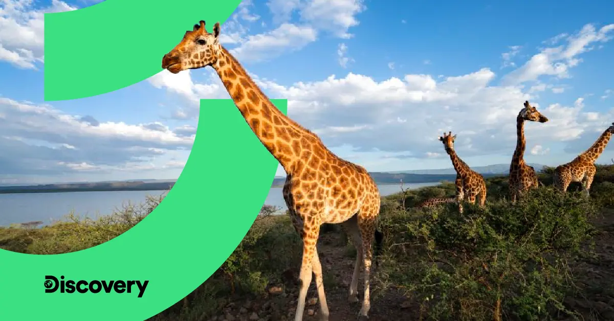 a group of giraffes on a hill