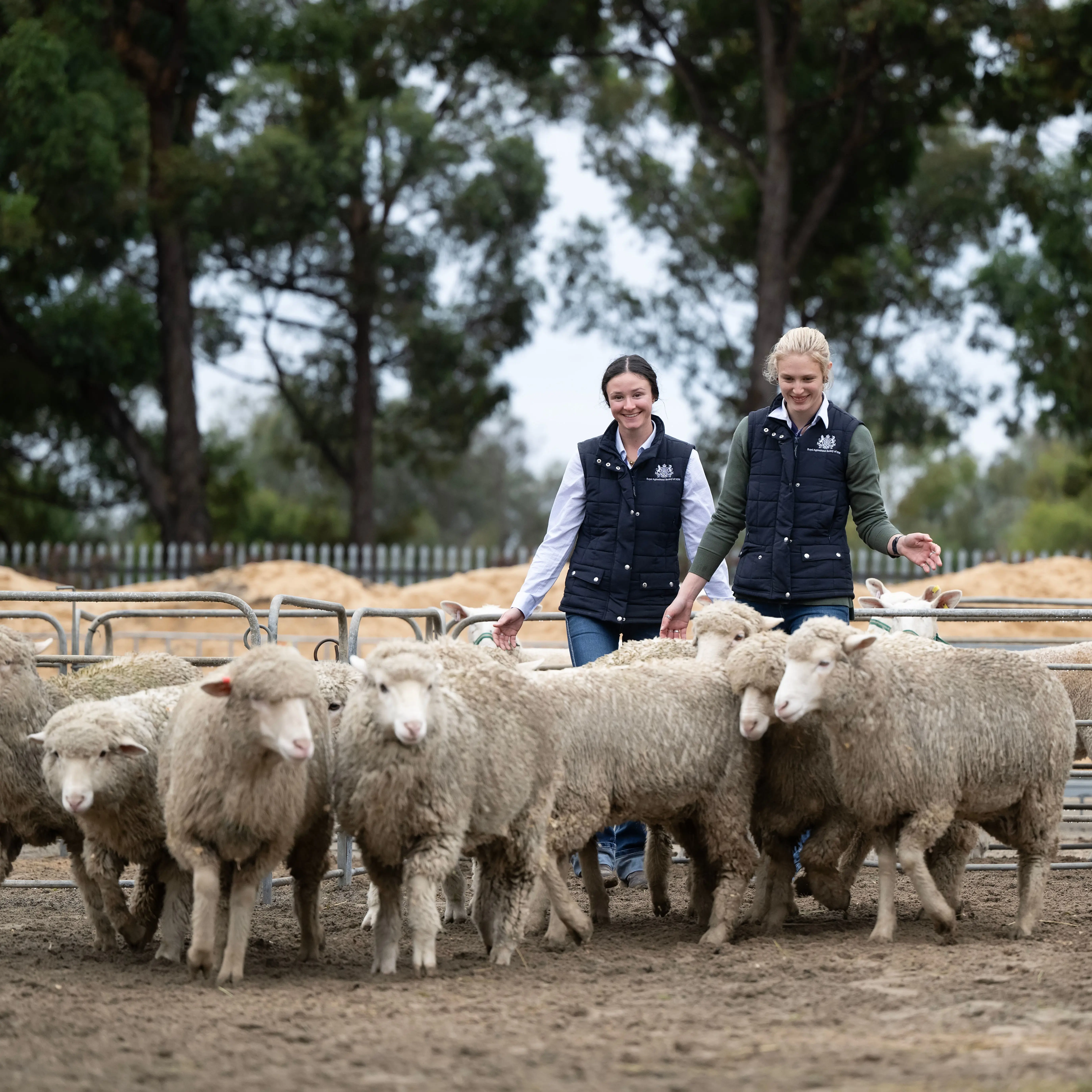 a couple of men with a group of sheep