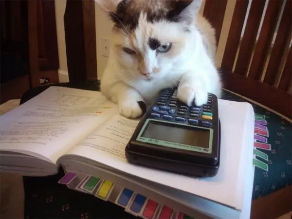 Calculator cat