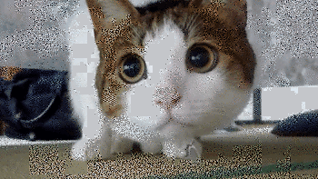 Continuous monitoring cat gif